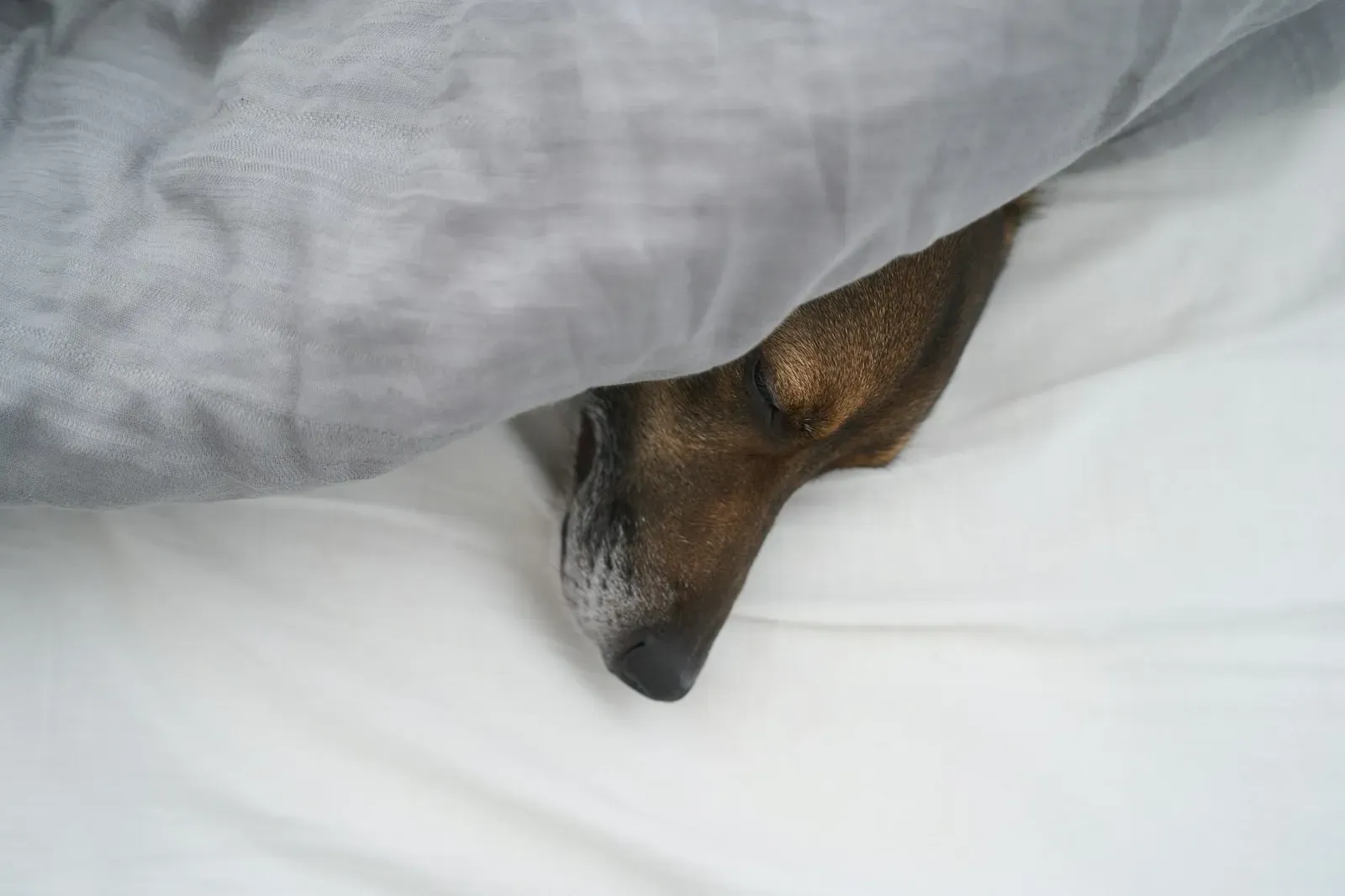 4. The Smell of That New Bed Is Driving Them Away (Image Credits: Unsplash)