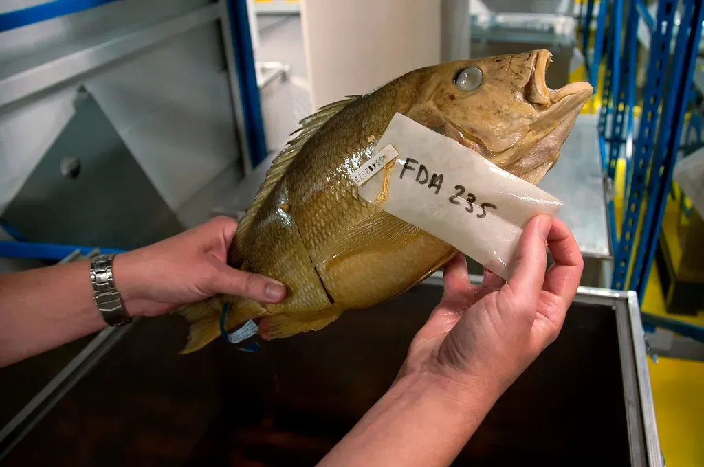Fish Mislabeling at Sushi Bars Is Shockingly Common (Image Credits: Flickr)