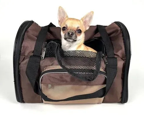 6. You Take Them Everywhere - Including on Planes (Image Credits: Pexels)