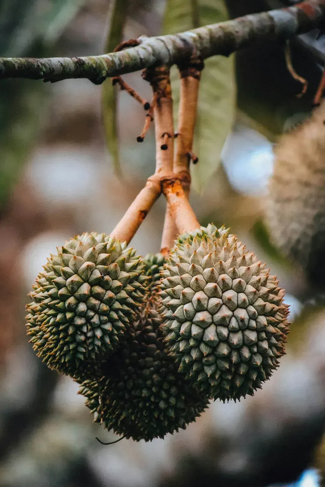 8. Durian, Southeast Asia (Image Credits: Unsplash)