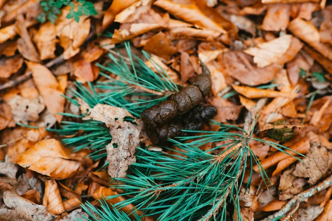 3. Pet Waste (Dog and Cat Feces) (Image Credits: Unsplash)