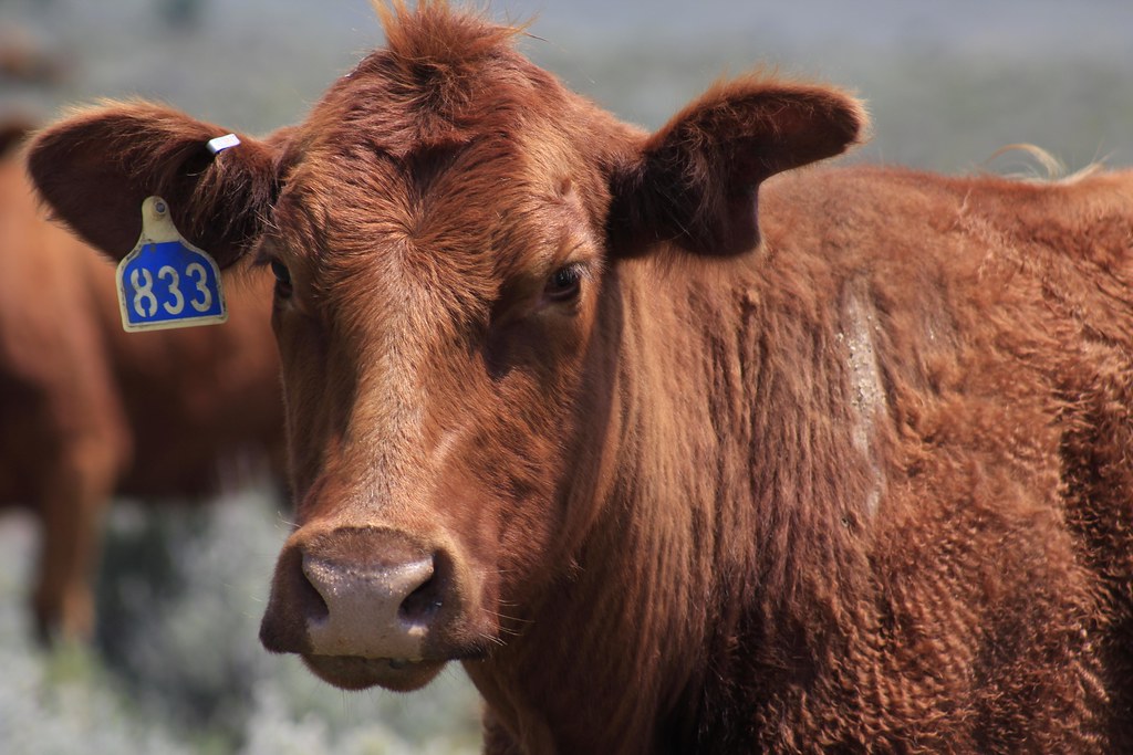 Balancing Consumer Costs And Rancher Concerns (Image Credits: Flickr)