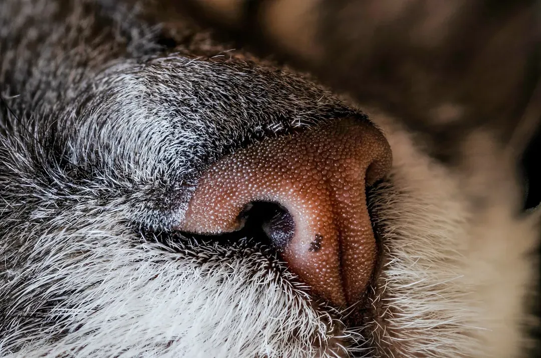 Allergies and Your Dog in Bed: A Complicated Relationship (Image Credits: Unsplash)