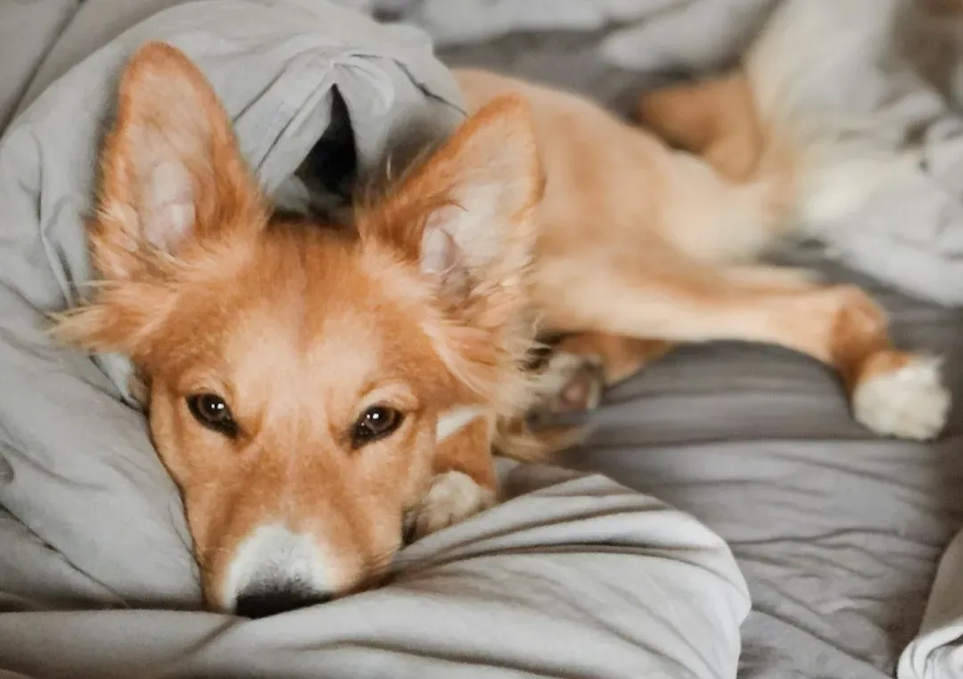 Your Dog's Perspective: Do They Even Want to Sleep With You? (Image Credits: Unsplash)