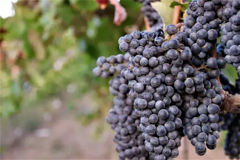 2. Traditional Wine: A Bottle Half Empty (Image Credits: Pexels)