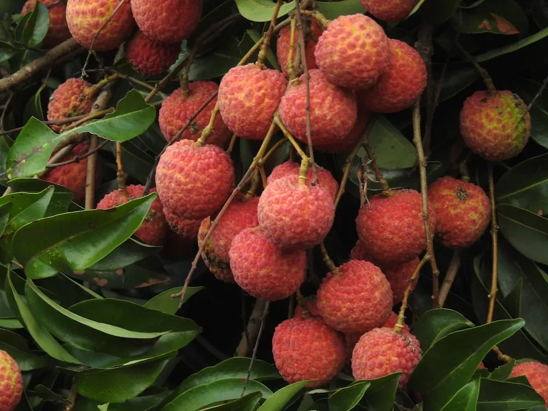 7. Lychee (Image Credits: Unsplash)