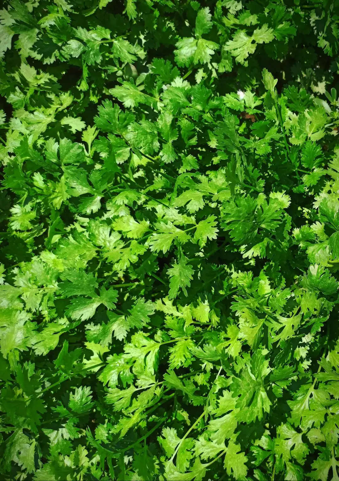 Cilantro: The Controversial Quick-Grower (Image Credits: Unsplash)