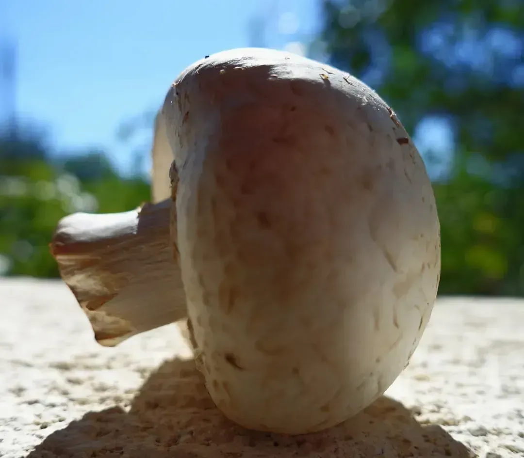 3. Soaking Mushrooms in Water Before Cooking (Image Credits: Unsplash)