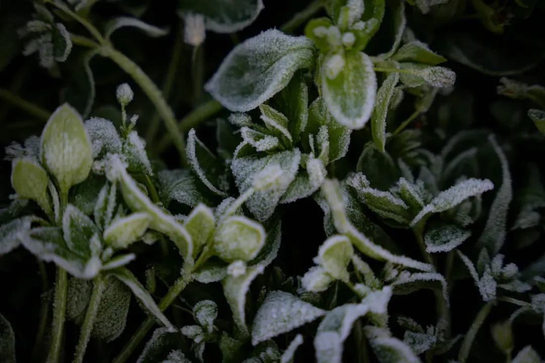 6. Frozen Spinach - More Nutrition Per Dollar Than You Think (Image Credits: Unsplash)