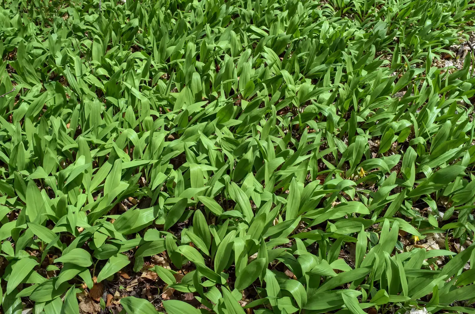 Traditional Ramps Harvesting: Cherokee Foraging Heritage (Image Credits: Wikimedia)