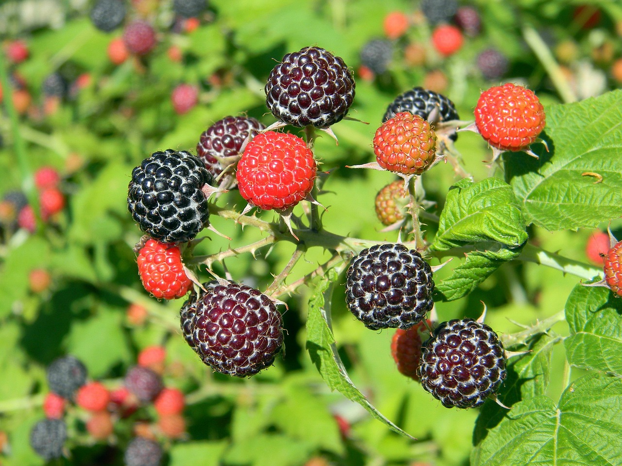 Black Raspberries: The Hidden Antioxidant Powerhouse (image credits: pixabay)