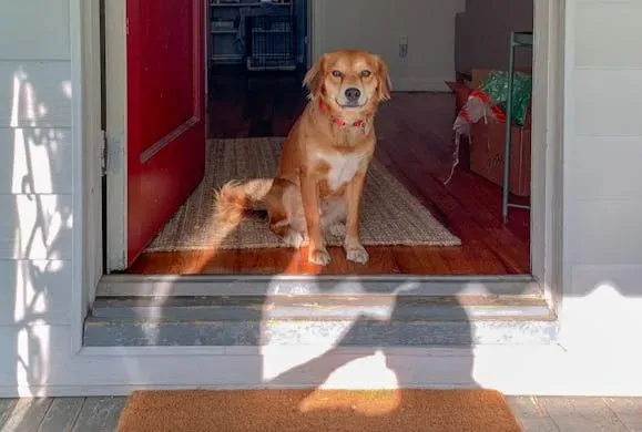 5. Rewarding Over-the-Top Greetings When You Walk Through the Door (Image Credits: Pexels)