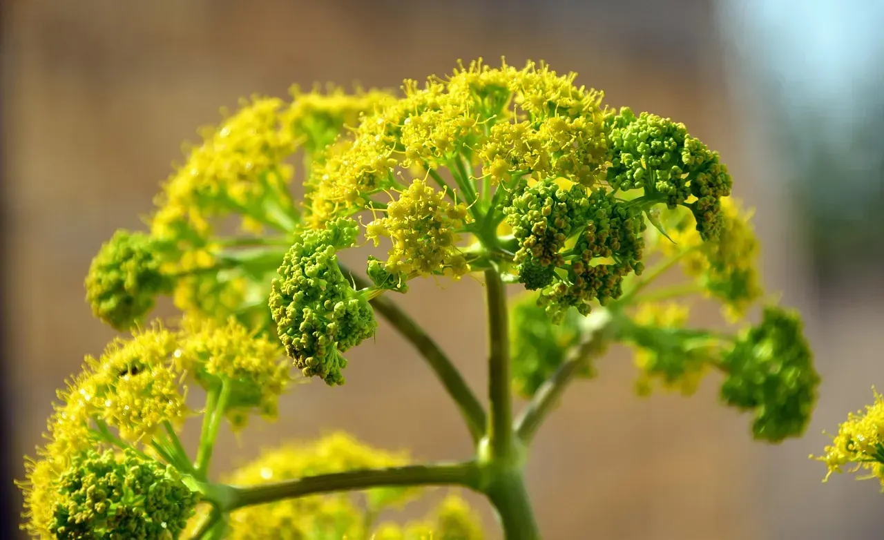 5. Fennel Pollen - The Secret Spice of Italian Chefs (Image Credits: Pixabay)