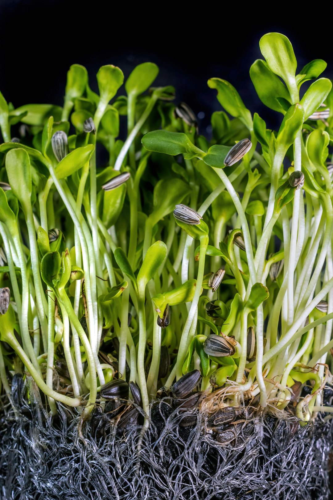 The Microgreen Marvels: Concentrated Nutrition (image credits: unsplash)