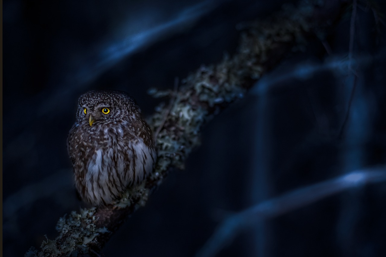 Introducing the Night Owl Advantage (image credits: pixabay)