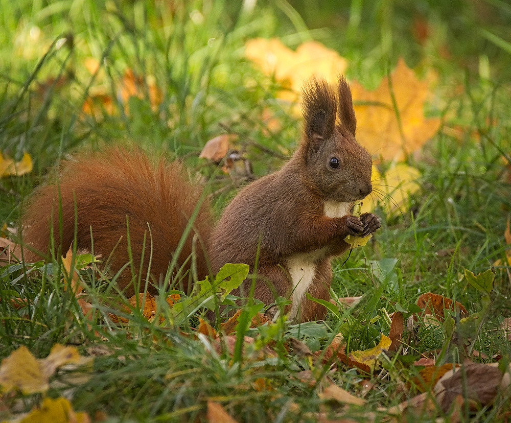 Eating Meals Directly from the Ground (image credits: flickr)