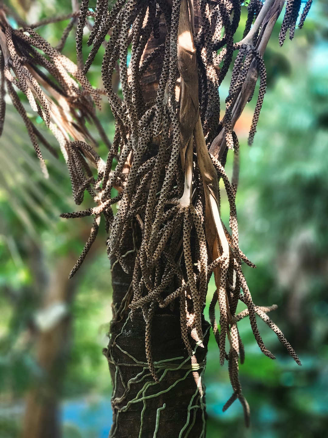 Kava Root: From Pacific Ritual to Liver Destruction (image credits: unsplash)