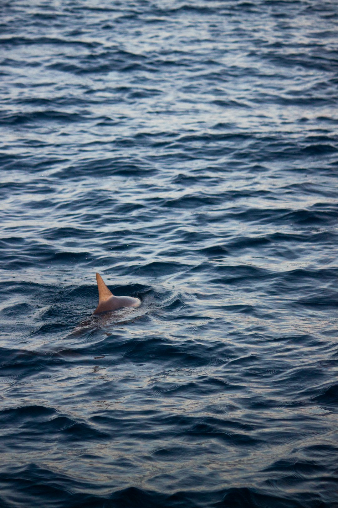 OCEARCH’s Role in Shark Research (image credits: unsplash)