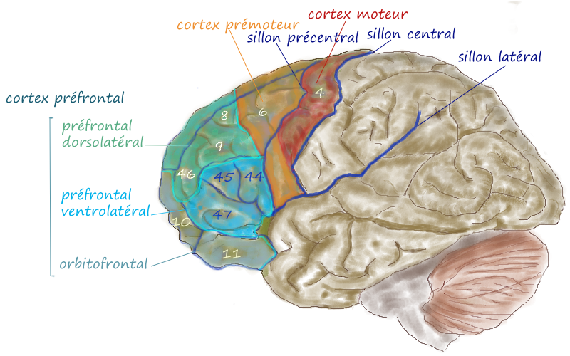 Your Prefrontal Cortex Is Under Attack (image credits: wikimedia)