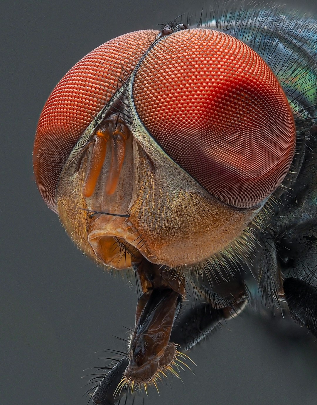 Scientists Map a Complete Fruit Fly Brain (image credits: unsplash)