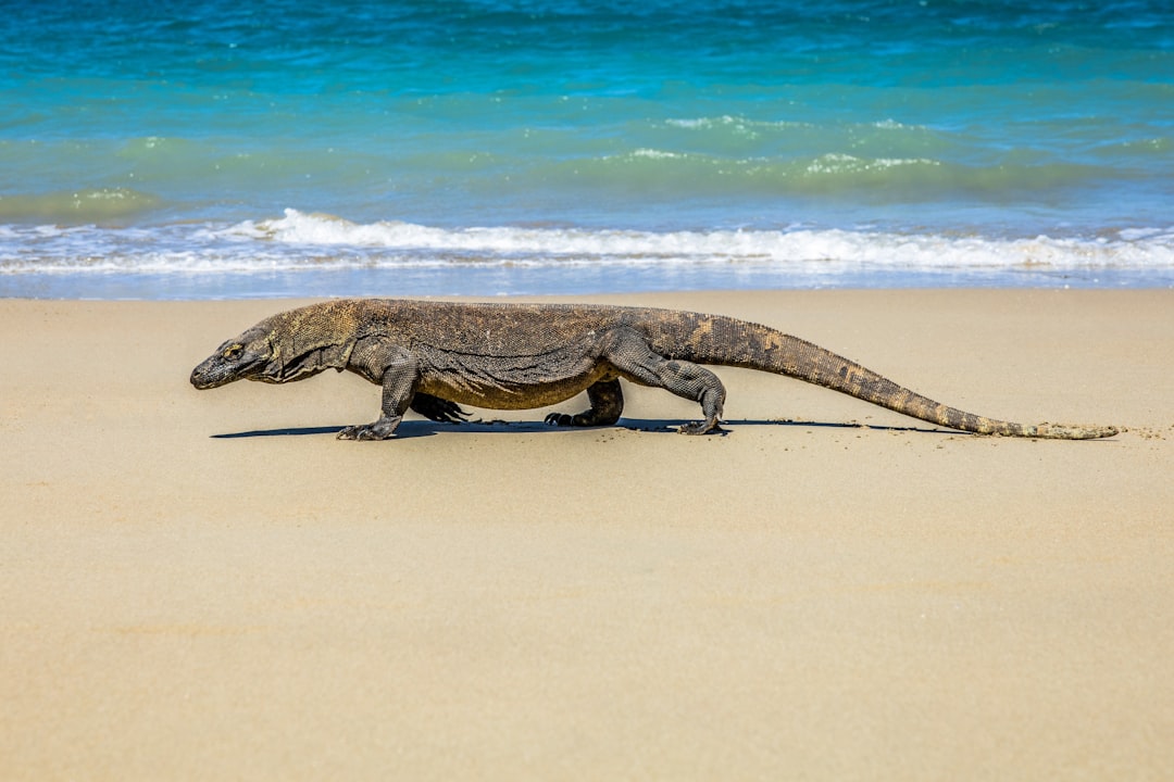 Komodo Island, Indonesia (image credits: unsplash)