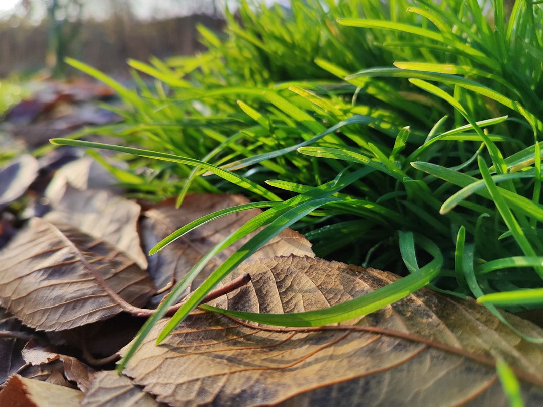 Fake Grass Gets the Boot (image credits: unsplash)