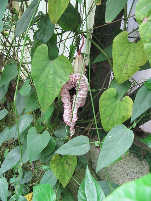 Aristolochia: The Ancient Medicine That Guarantees Cancer (image credits: flickr)