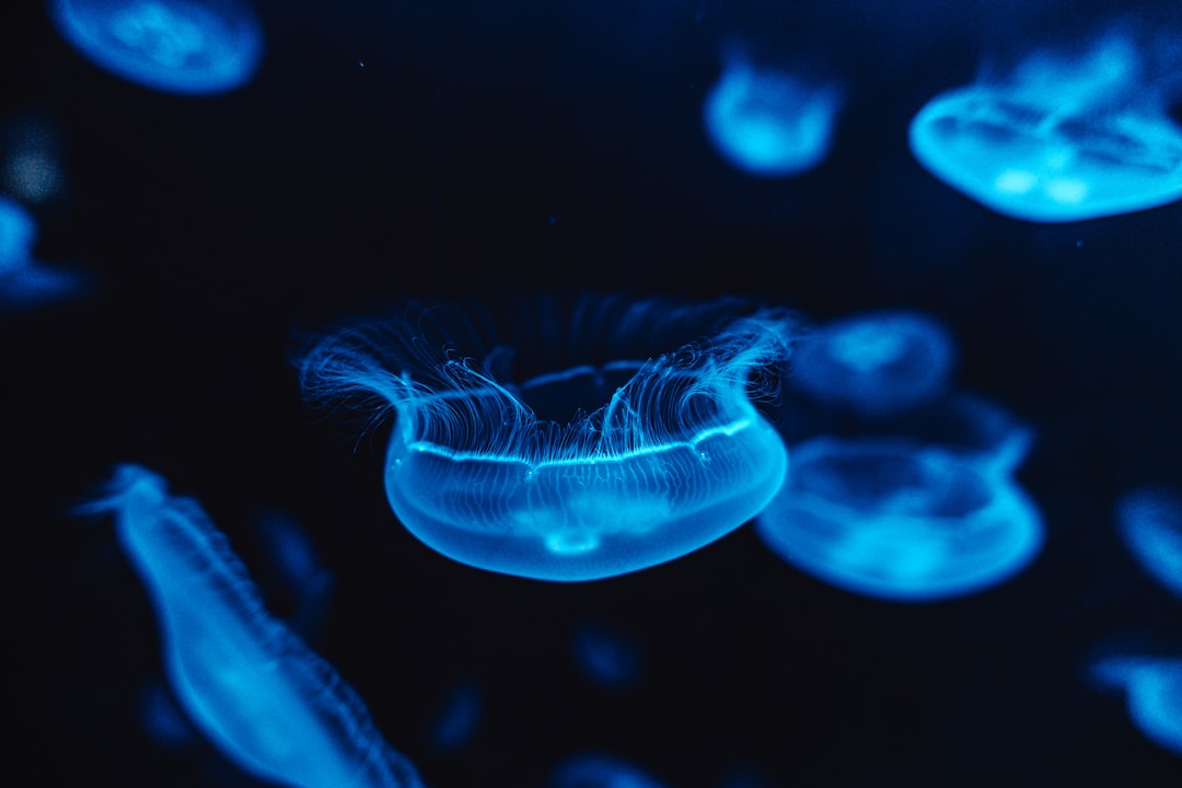Bioluminescence in the Deep Ocean: The Glow That Defies Darkness (image credits: unsplash)