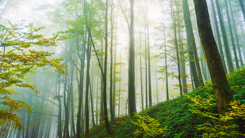 When Morning Light Becomes Your Natural Antidepressant (image credits: flickr)