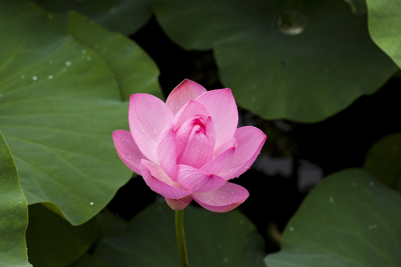 Lotus Flower: Rising Above the Mud (image credits: pixabay)