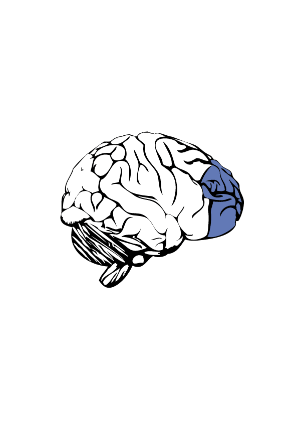 Thickening of the Prefrontal Cortex (image credits: wikimedia)