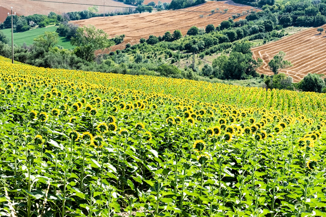 Georgia: Peaches Under Pressure (image credits: unsplash)