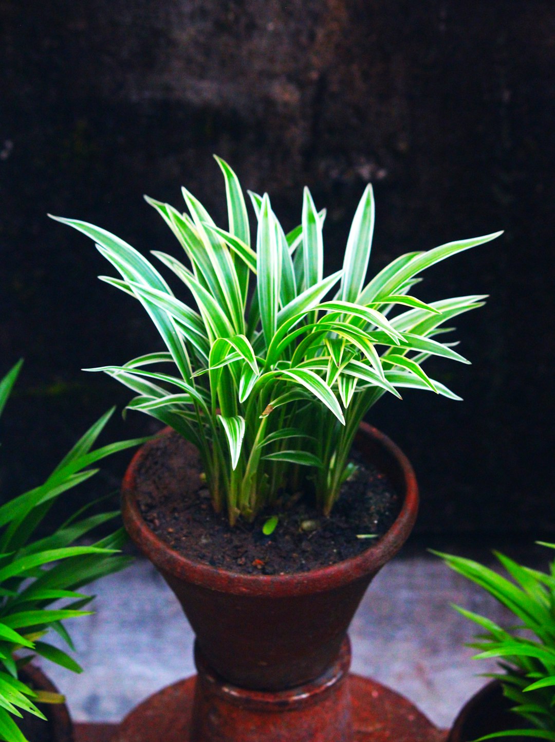 Comfrey: The Healing Plant That Destroys Your Liver From Within (image credits: unsplash)