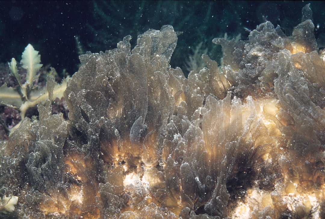 Deep Sea Hydrothermal Vents (image credits: unsplash)