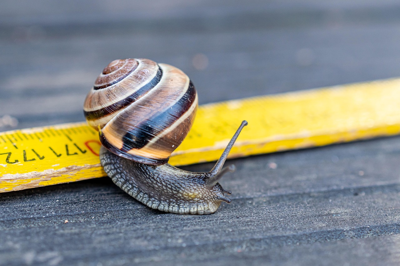 The Origins of the Slow Work Movement (image credits: pixabay)