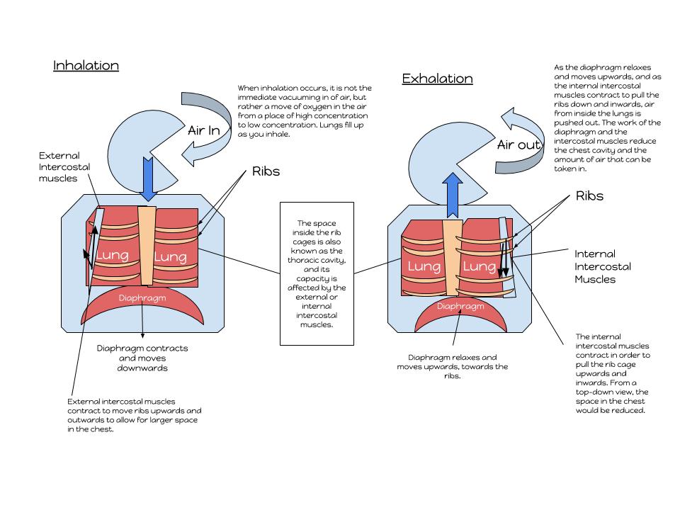 The Science Behind Breathing (image credits: wikimedia)