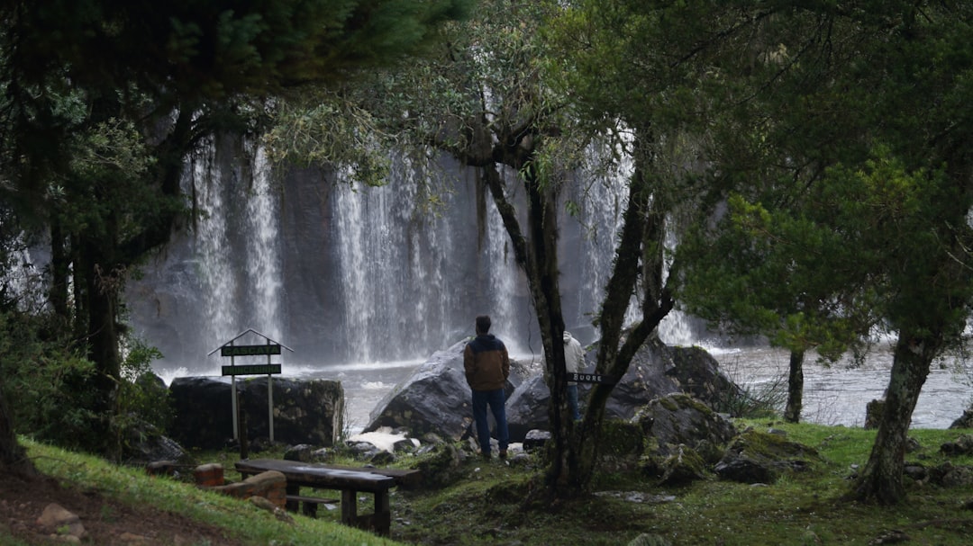 Forest Bathing: The Japanese Art of Tree Therapy (image credits: unsplash)