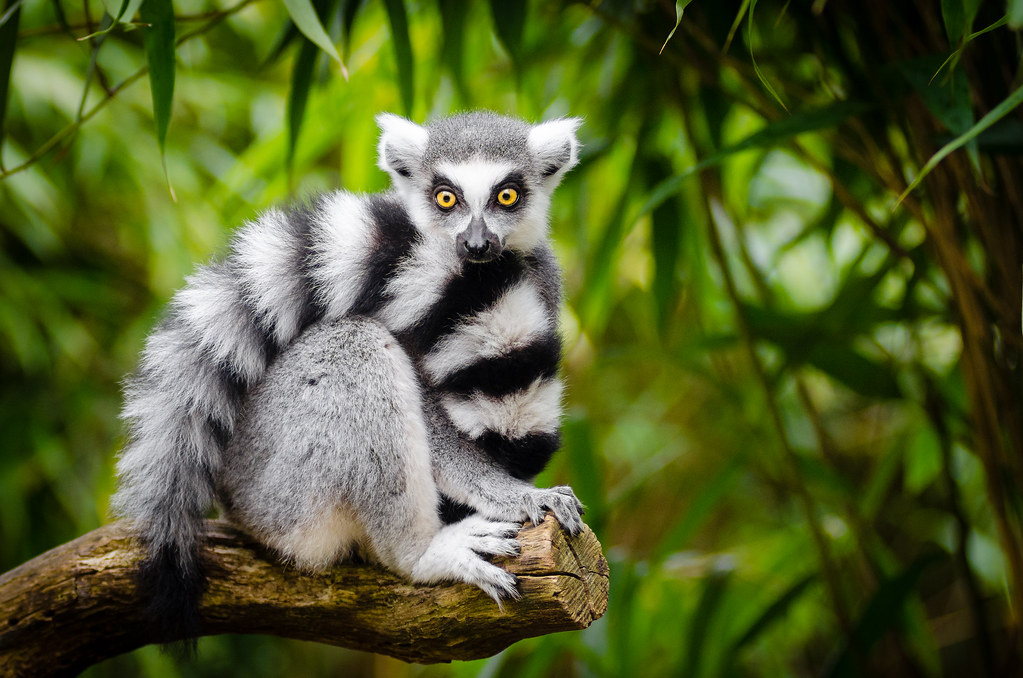 Keeping Certain Animals as Pets (image credits: flickr)