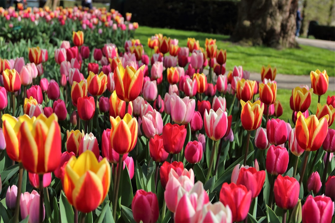 Netherlands: Tulips, Generosity, and the Highest GDP in the Top 7 (image credits: unsplash)