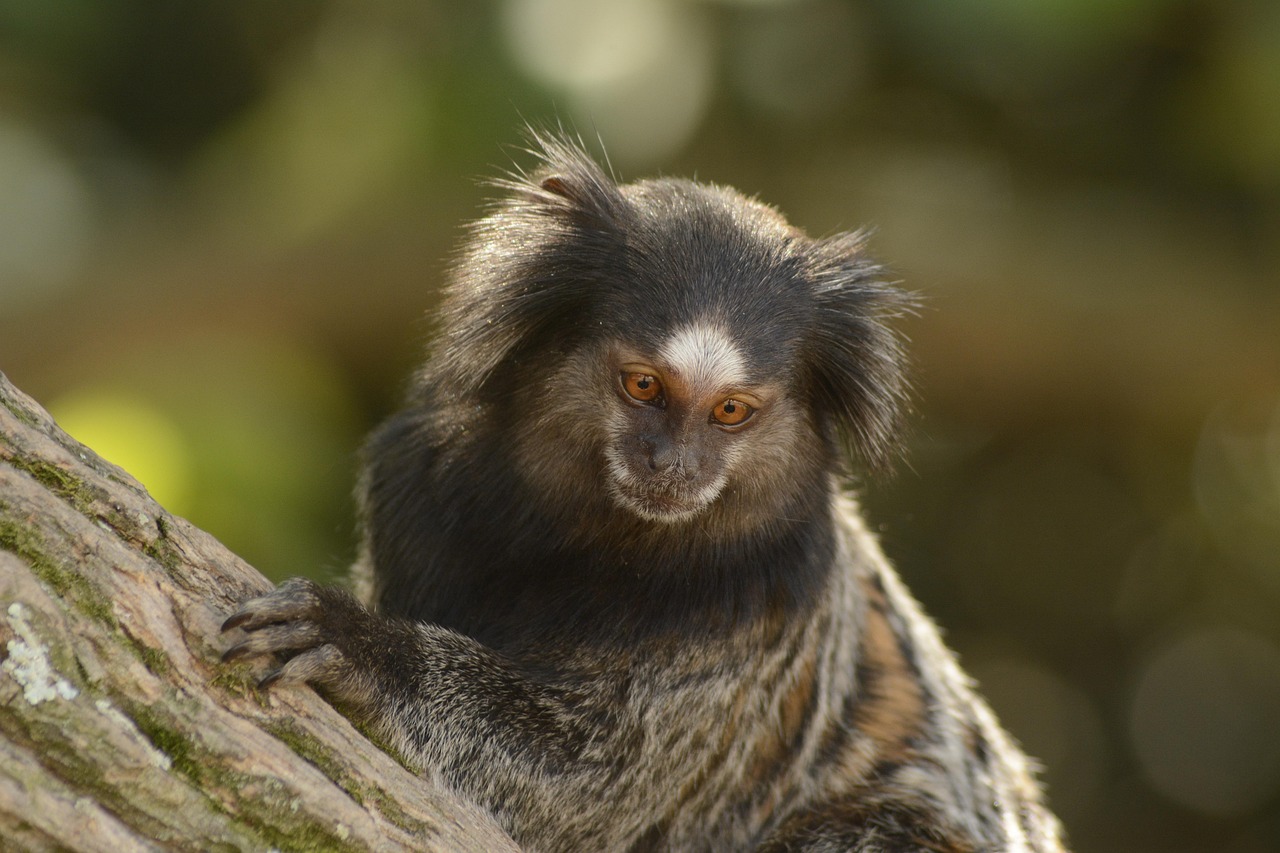 Marmoset Monkeys Call Each Other by Name (image credits: pixabay)