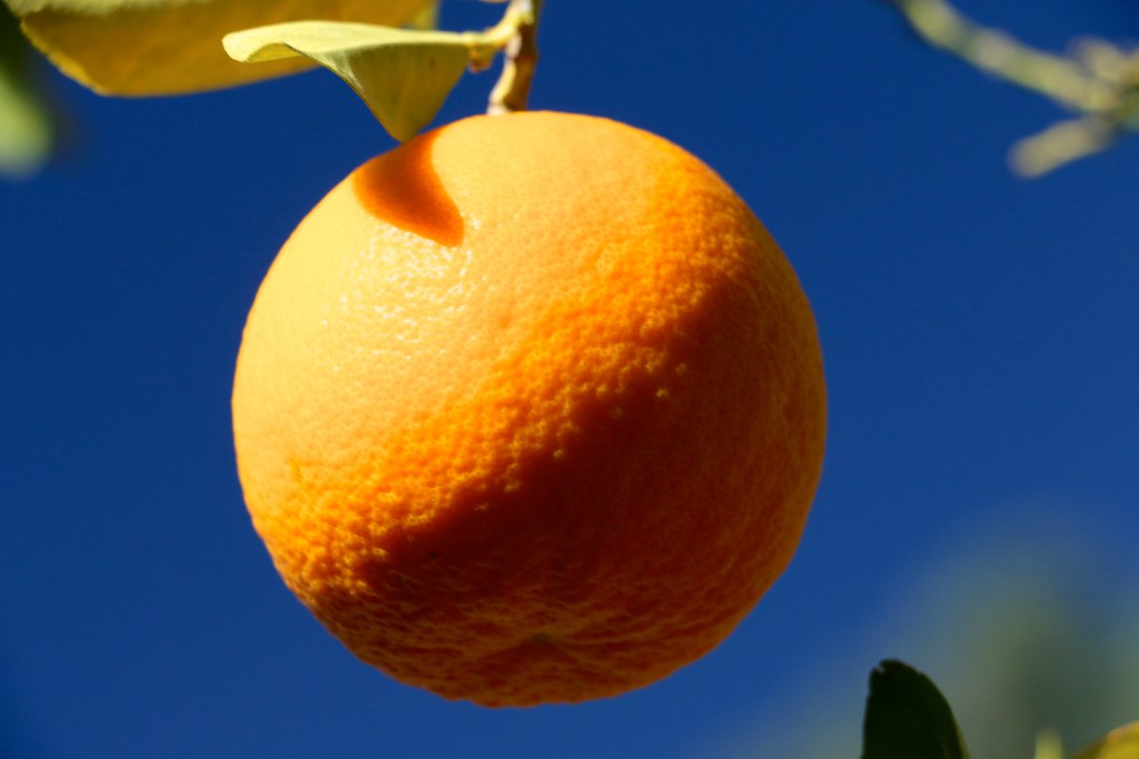 Oranges: The Vitamin C Champion with Sugar Consequences (image credits: flickr)