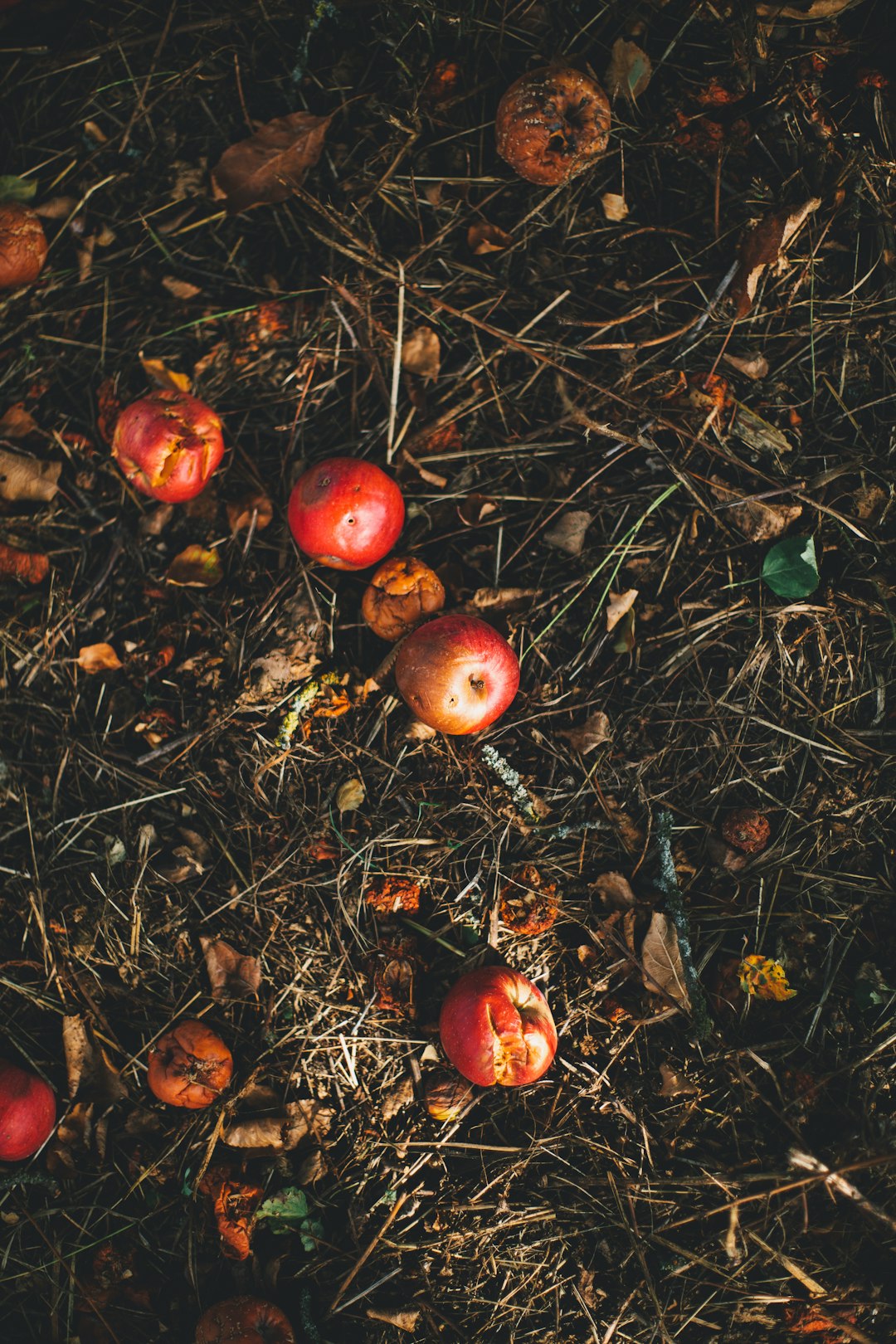 Food Scraps in California (Yes, Really) (image credits: unsplash)