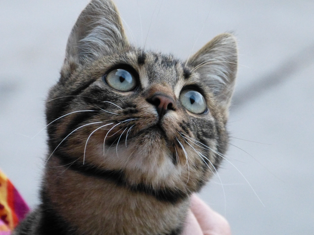 7. “Curiosity killed the cat.” (image credits: rawpixel)