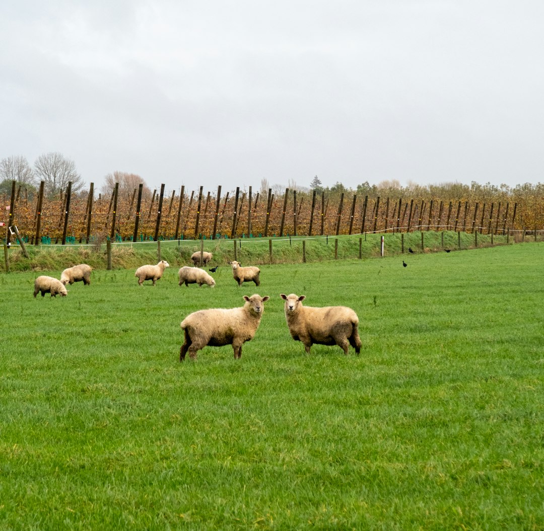 Expanding Farmland and Crop Yields (image credits: unsplash)