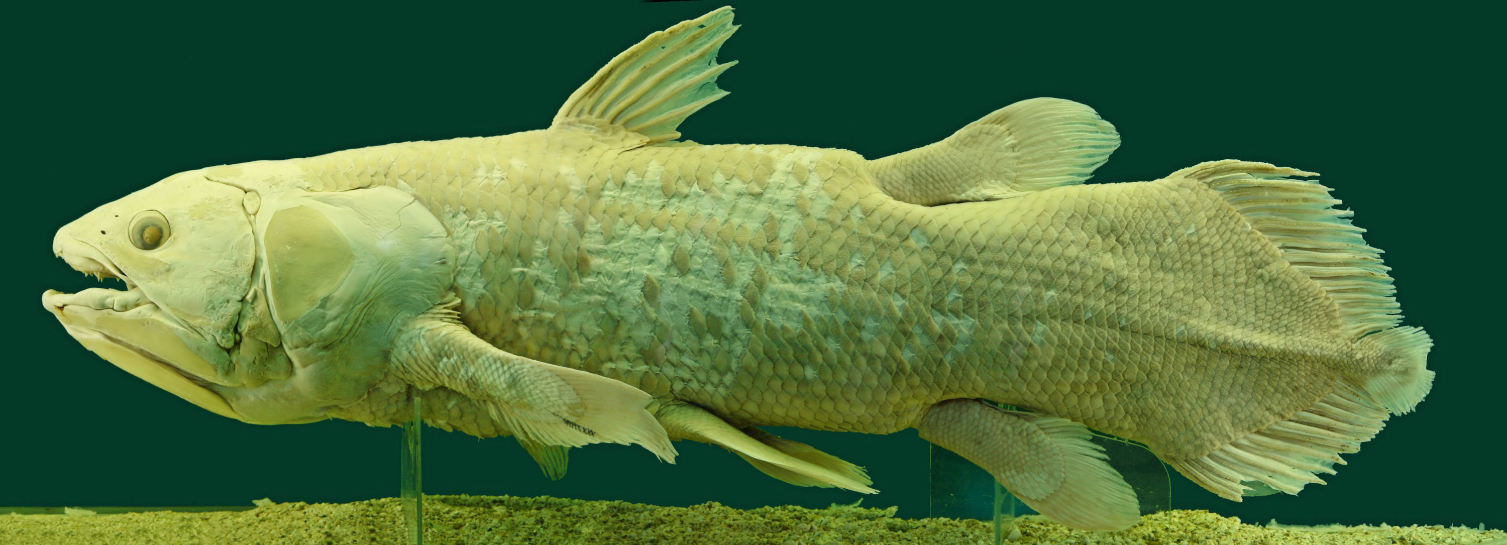 The Coelacanth: The “Living Fossil” (image credits: wikimedia)