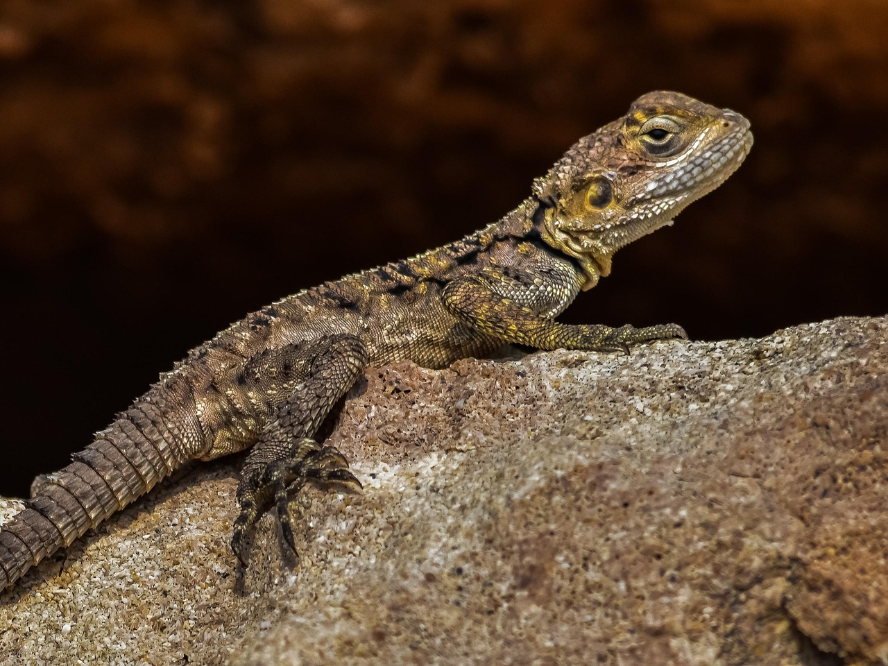 Wildlife Adapting in Surprising Ways (image credits: pixabay)