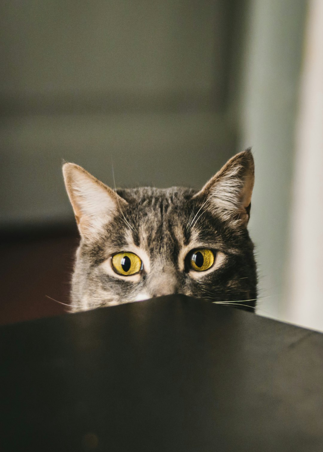 “Curiosity Killed the Cat” (image credits: unsplash)