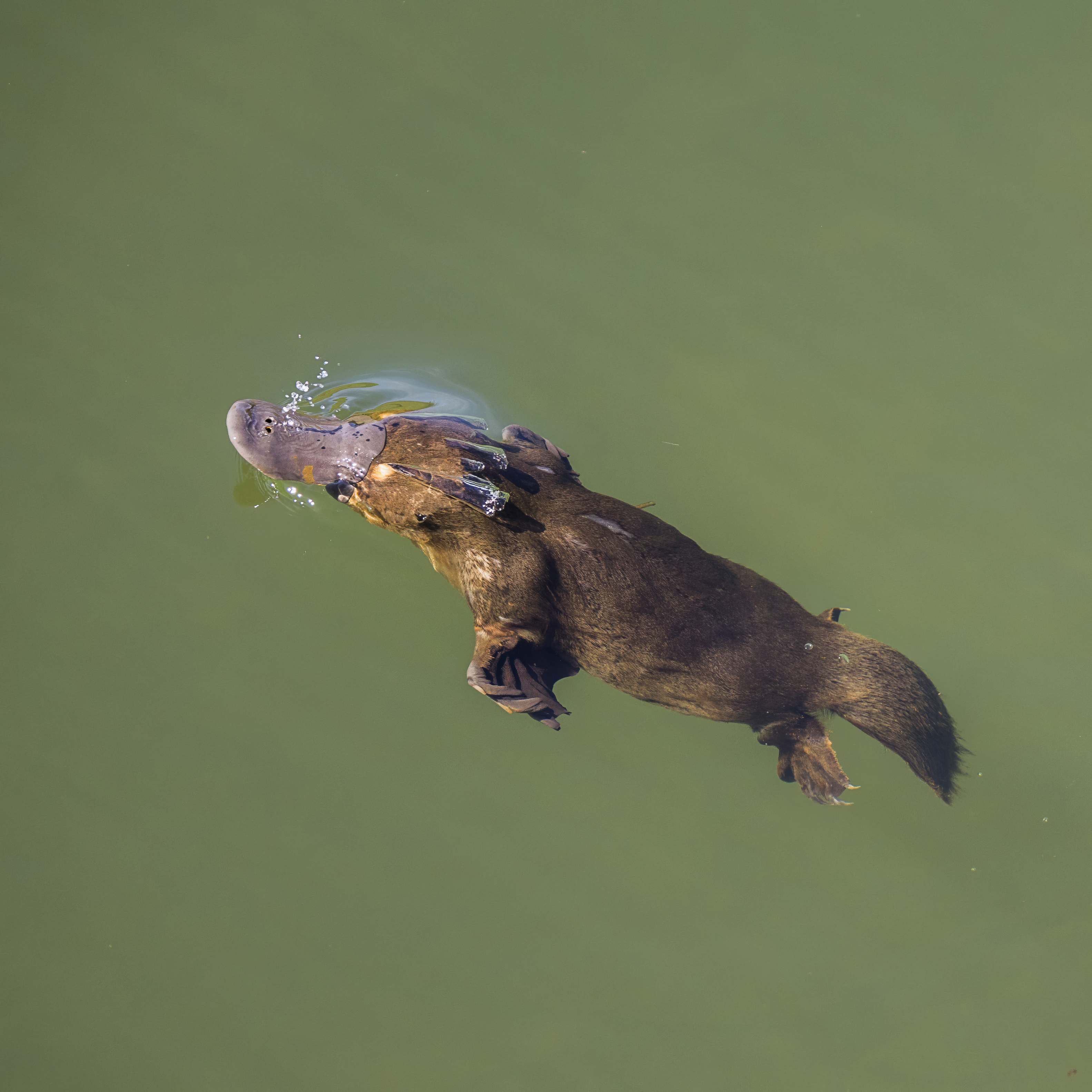 Platypus: The Animal Nobody Believed (image credits: wikimedia)