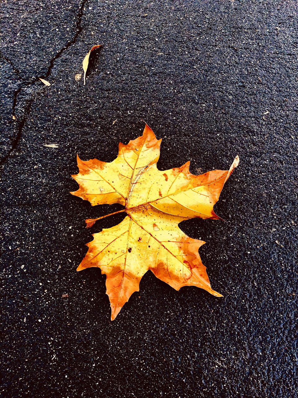 The Nature of Impermanence (image credits: pixabay)