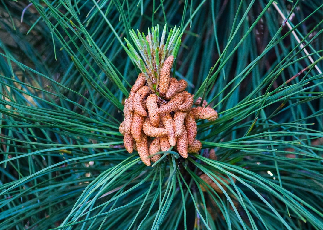 Pine Nuts: The Sneaky Seeds (image credits: unsplash)